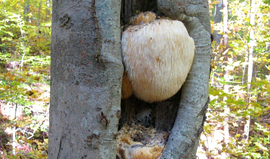 Korálovec roste často na kmenech stromů